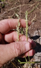 Trisetum interruptum