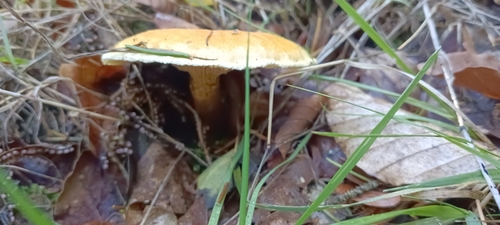 Cantharellus observed 2026-10-27