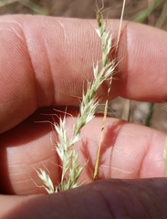 Trisetum interruptum