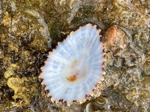 Patella flexuosa observed 2026-10-24