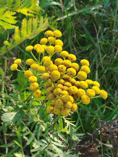 Tanacetum vulgare observed 2026-10-27