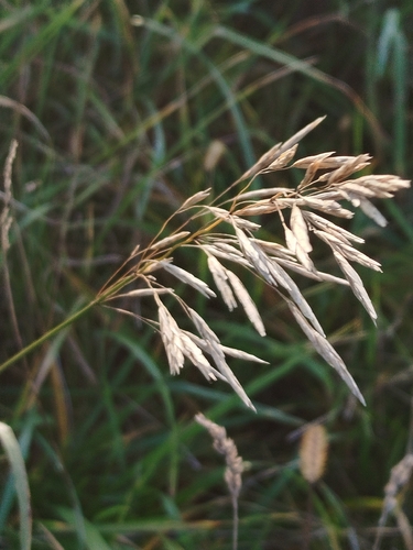Bromus inermis observed 2026-10-27