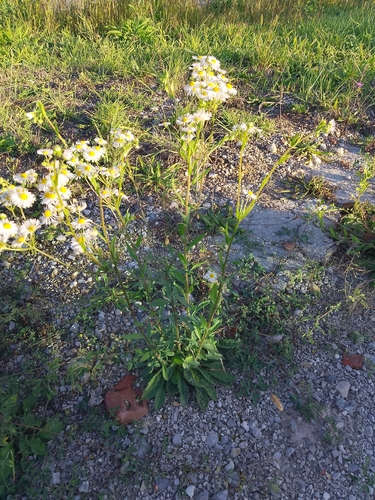Erigeron annuus observed 2026-10-27