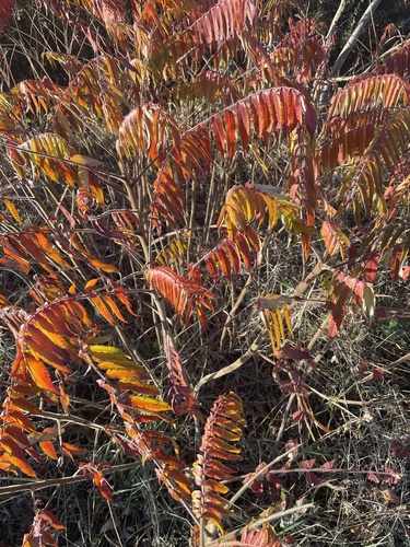Rhus typhina observed 2026-10-27