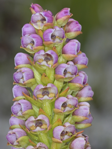 Patersonia observed 2026-10-26