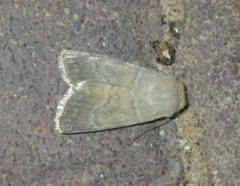 Caradrina gilva