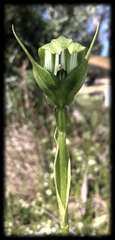 Pterostylis monticola