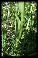 Pterostylis monticola