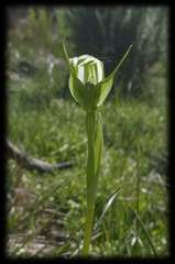 Pterostylis monticola