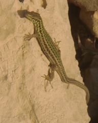 Podarcis filfolensis maltensis