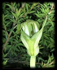 Pterostylis monticola