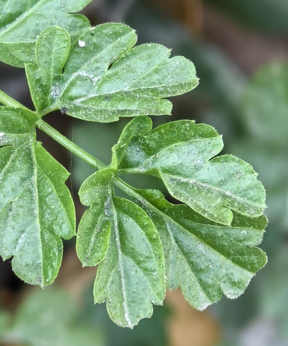 Cardamine observed 2026-10-27