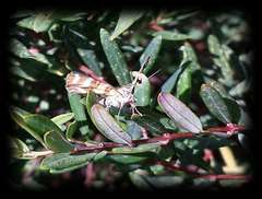 Pimelea axiflora alpina