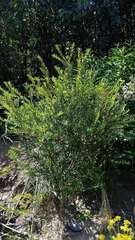 Pimelea axiflora alpina