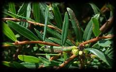 Pimelea axiflora alpina
