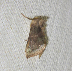 Diachrysia chrysitis