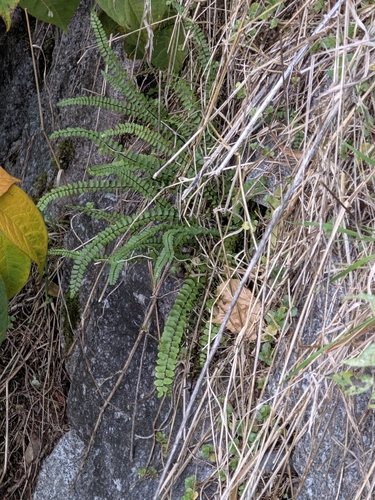 Asplenium trichomanes observed 2026-10-27