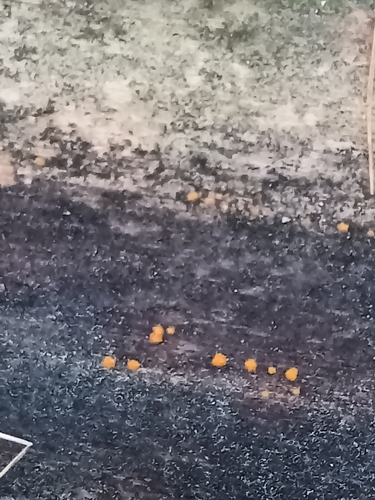 Dacrymyces stillatus, 2026-10-27