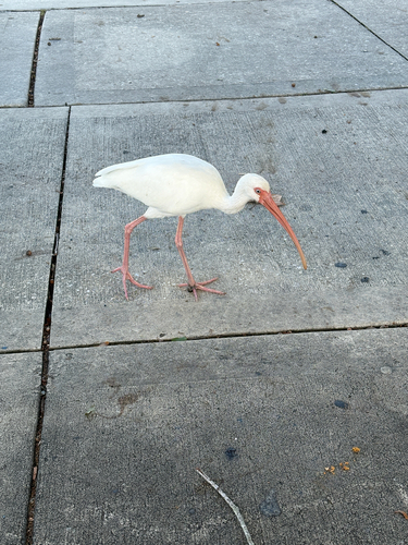 Cocos, 2026-10-27