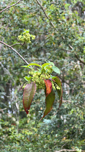 Aristotelia observed 2026-10-27