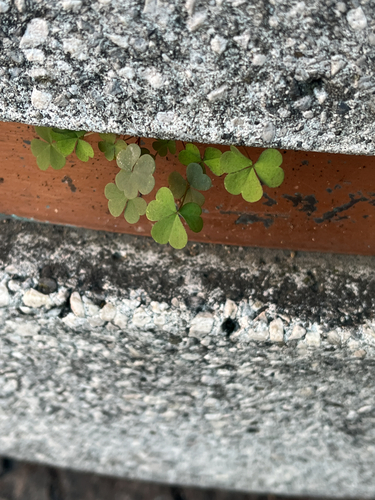 Oxalis corniculata observed 2026-10-27