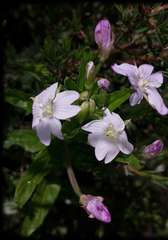 Epilobium gunnianum