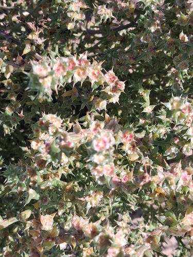 Salsola kali observed 2026-10-27