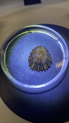 Patella observed 2026-10-27