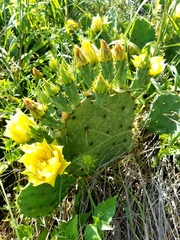 Opuntia pyrocarpa