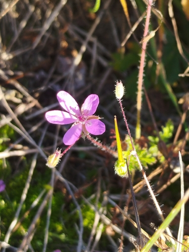 Erodium cicutarium observed 2026-10-27