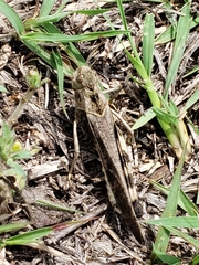 Chortophaga australior
