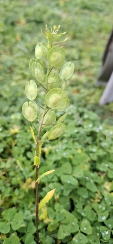 Cruciferae, 2026-10-27
