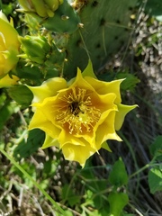 Opuntia pyrocarpa