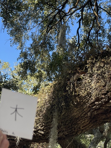 Pleopeltis polypodioides observed 2026-10-27