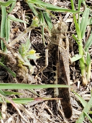 Chortophaga australior