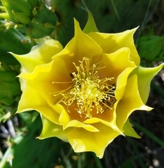Opuntia pyrocarpa