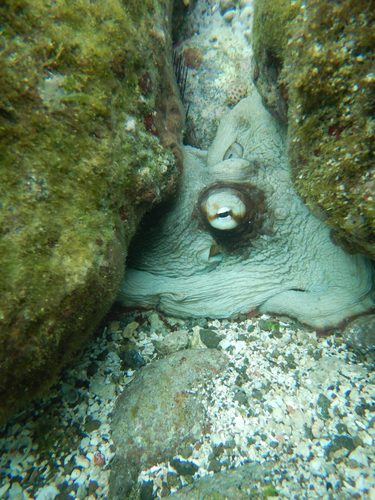 Octopus observed 2026-10-27
