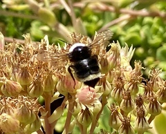 Bombus vosnesenskii