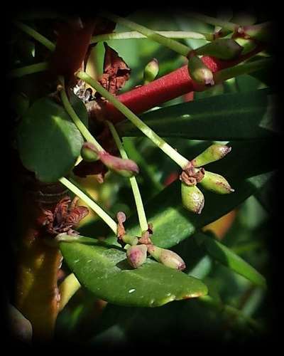 Image of Tasmannia xerophila by (c) Russell Best, some rights reserved (CC BY)