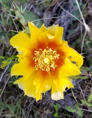 Opuntia pyrocarpa