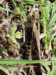 Chortophaga australior