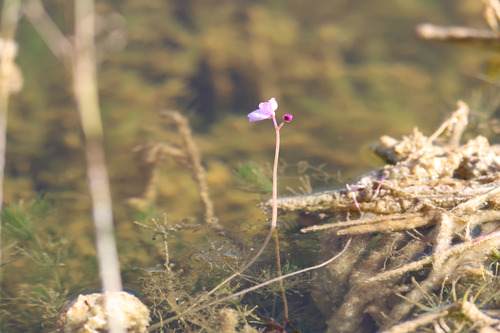 Utricularia observed 2026-10-27