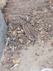 Porcellio spinicornis