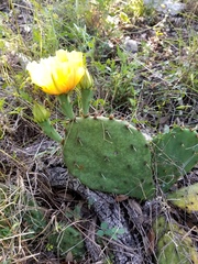 Opuntia pyrocarpa