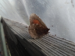 Erebia discoidalis