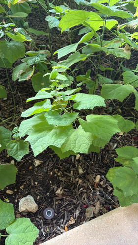 Hibiscus observed 2026-10-27