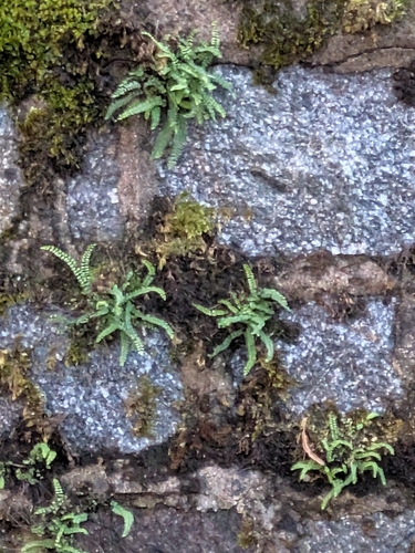 Asplenium trichomanes observed 2026-10-27