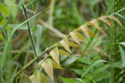 Stenochlaena palustris observed 2026-10-24