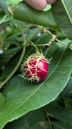 Passiflora foetida observed 2026-10-26