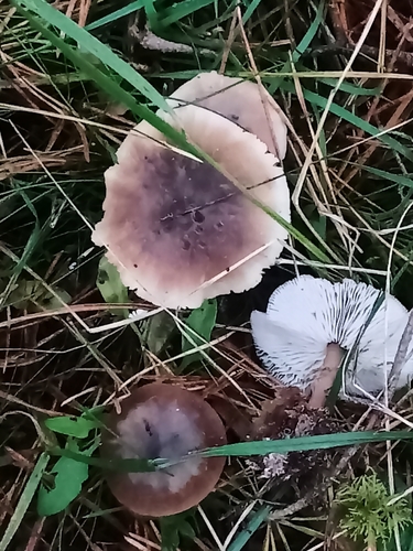 Rhodocollybia butyracea, 2026-10-27